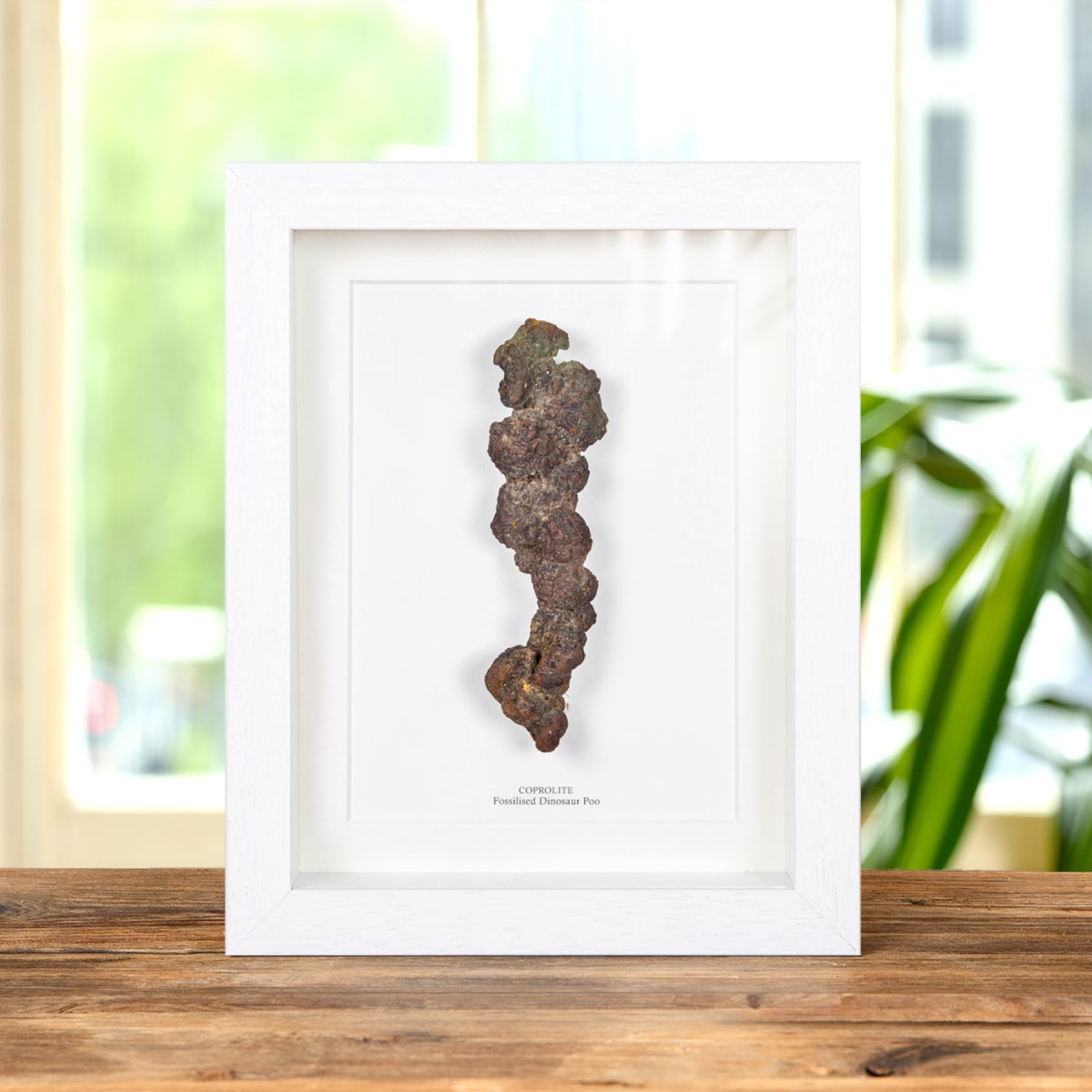 Minibeast Fossilised Dinosaur Poo In Box Frame (Coprolite)