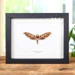 Minibeast Sphinx Moth In Box Frame (Adhemarius gannascus)
