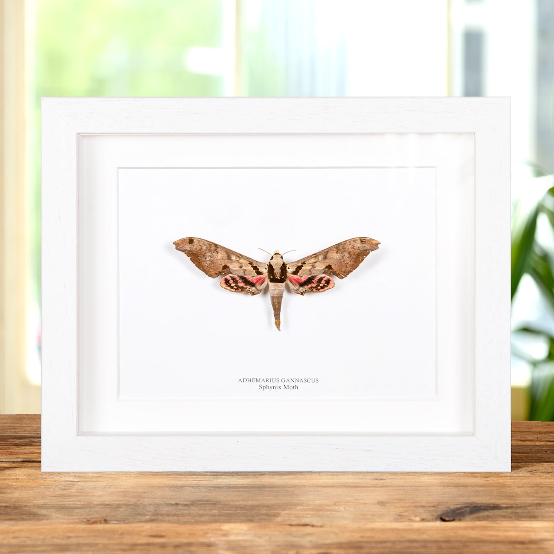 Sphinx Moth In Box Frame (Adhemarius gannascus)