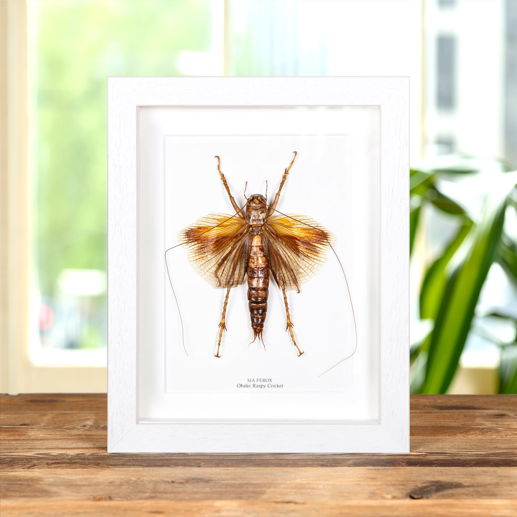 Monster Predatory Obake Raspy Cricket In Box Frame (Sia ferox) Minibeast Monster Predatory Obake Raspy Cricket In Box Frame (Sia ferox)