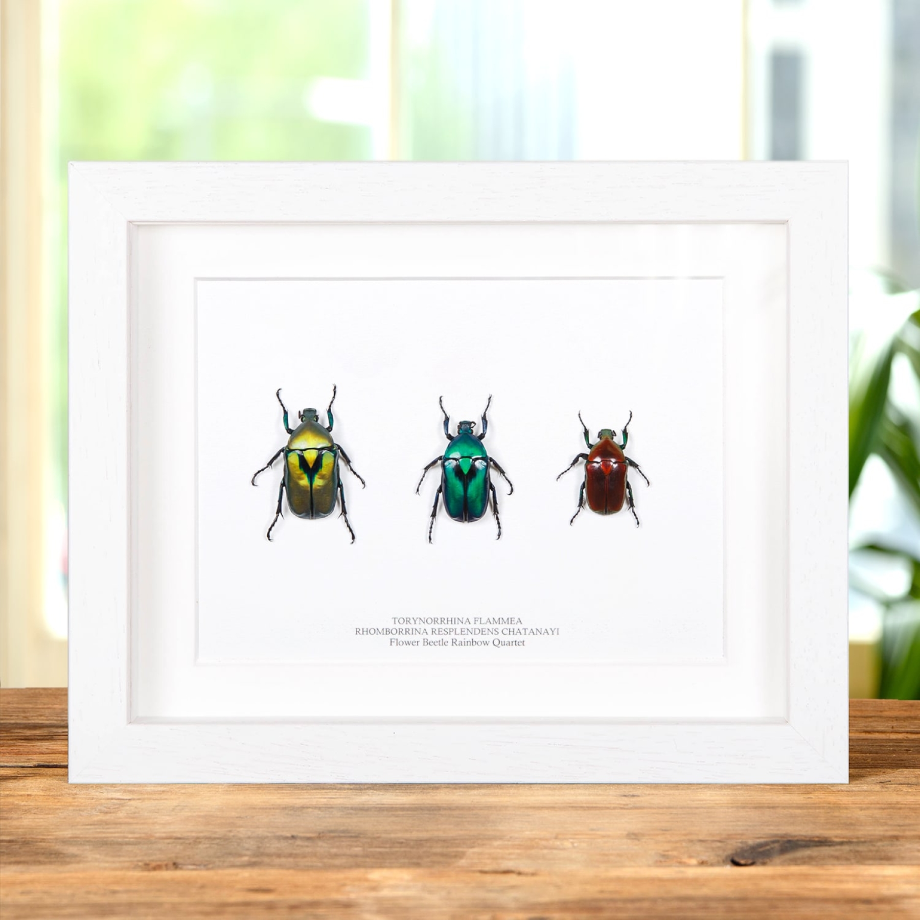 Flower Beetle Rainbow Trio In Box Frame from Thailand