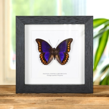 Orange-spotted Prepona In Box Frame (Prepona deiphile brooksiana)