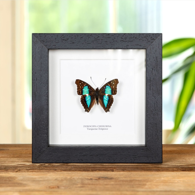 Turquoise Emperor Butterfly In Box Frame (Doxocopa cherubina)