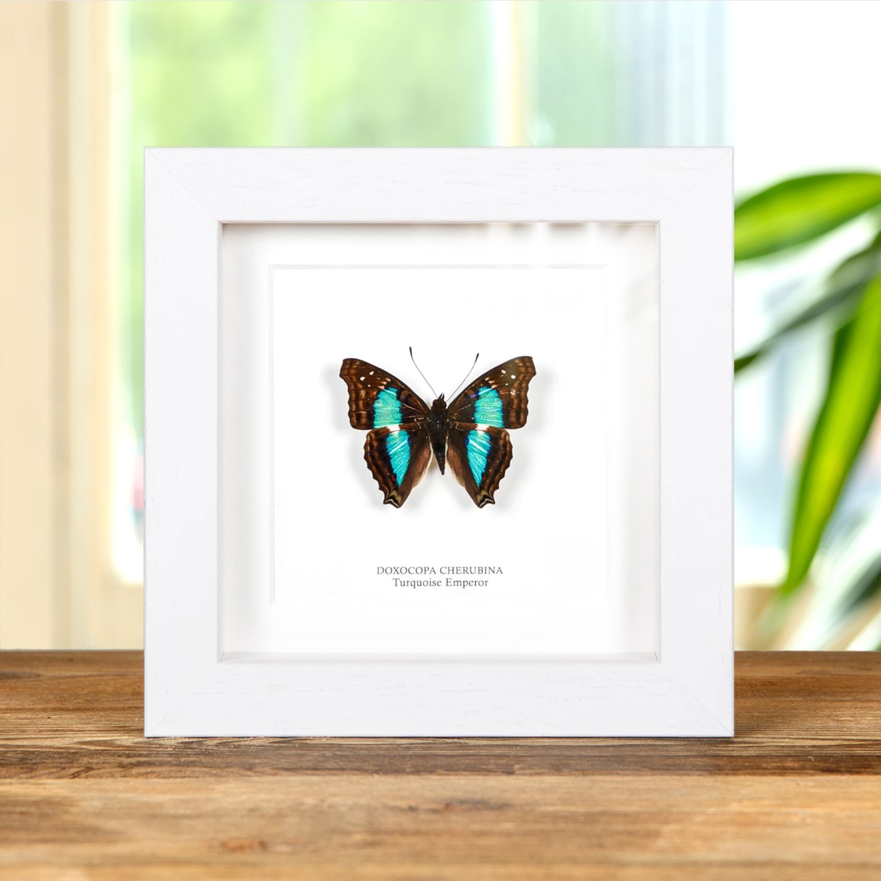 Minibeast Turquoise Emperor Butterfly In Box Frame (Doxocopa cherubina)