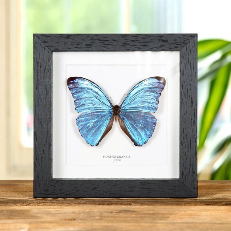 Morpho uraneis Butterfly In Box Frame From Brazil