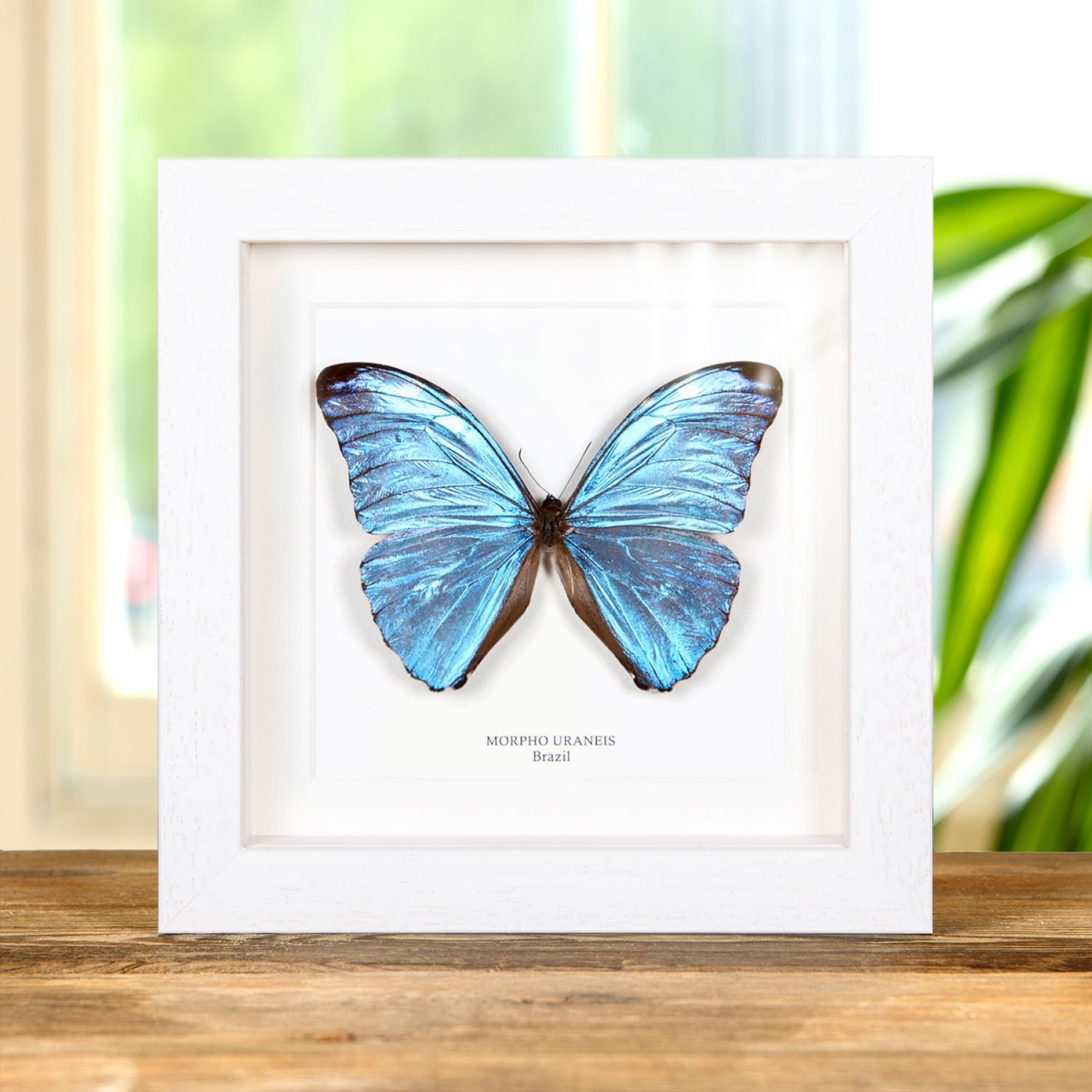 Morpho uraneis Butterfly In Box Frame From Brazil