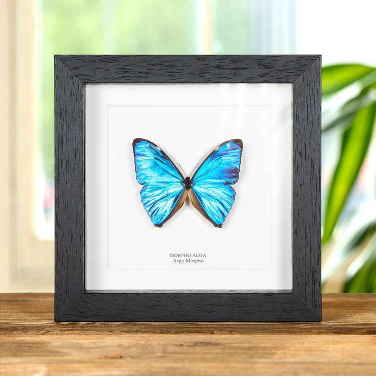 Aega Morpho Butterfly In Box Frame (Morpho aega) Aega Morpho Butterfly In Box Frame (Morpho aega)