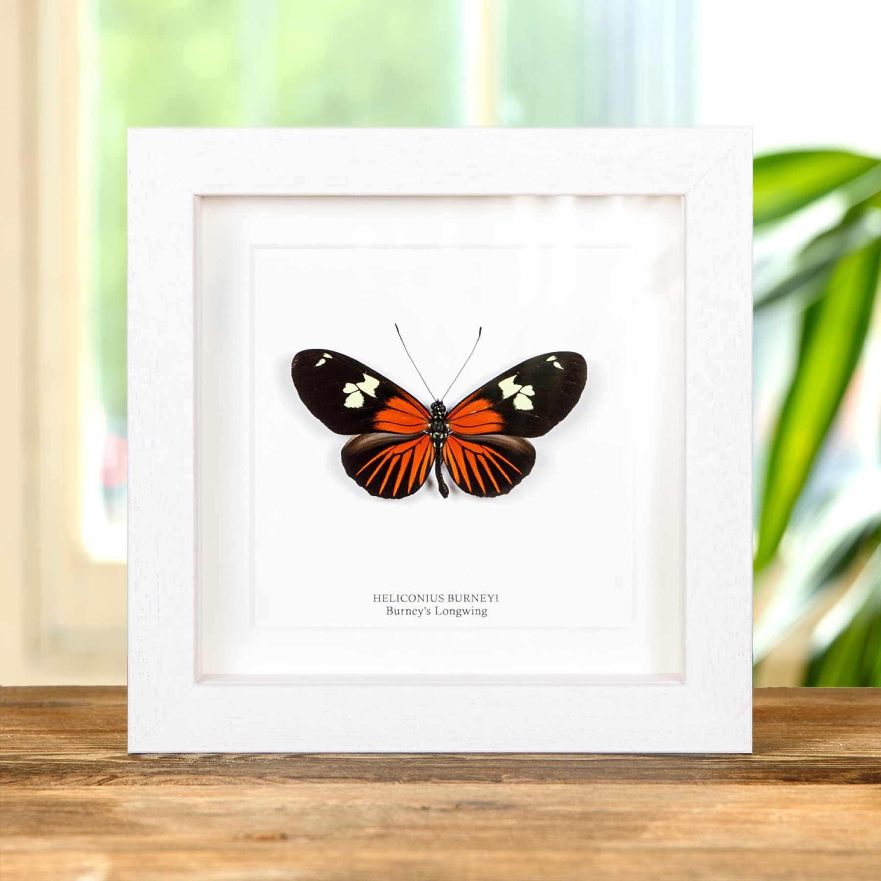 Burney's Longwing Butterfly In Box Frame (Heliconius burneyi)