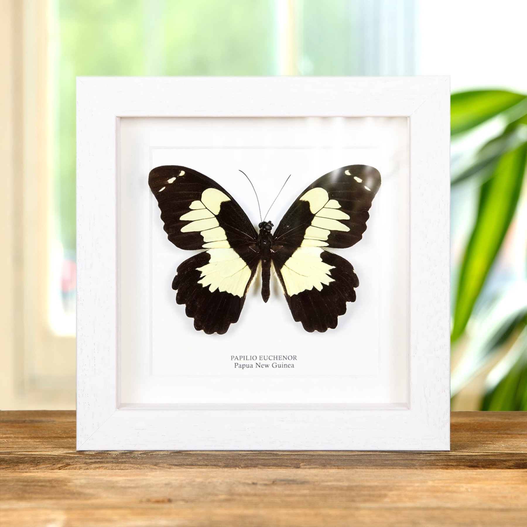 Papilio euchenor Butterfly In Box Frame From Papua New Guinea
