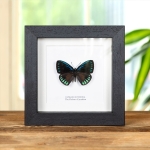 Minibeast The Debora Cyadian Butterfly In Box Frame (Eumaeus debora)