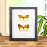 Minibeast Brimstone Wing Butterfly Male & Female Pair In Box Frame (Hebomoia leucippe)