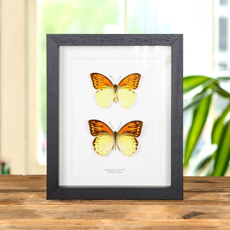 Brimstone Wing Butterfly Male & Female Pair In Box Frame (Hebomoia leucippe)