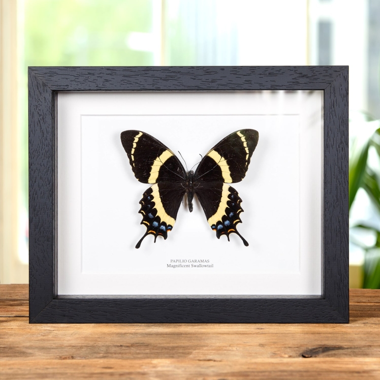 Magnificent Swallowtail Butterfly In Box Frame (Papilio garamas)