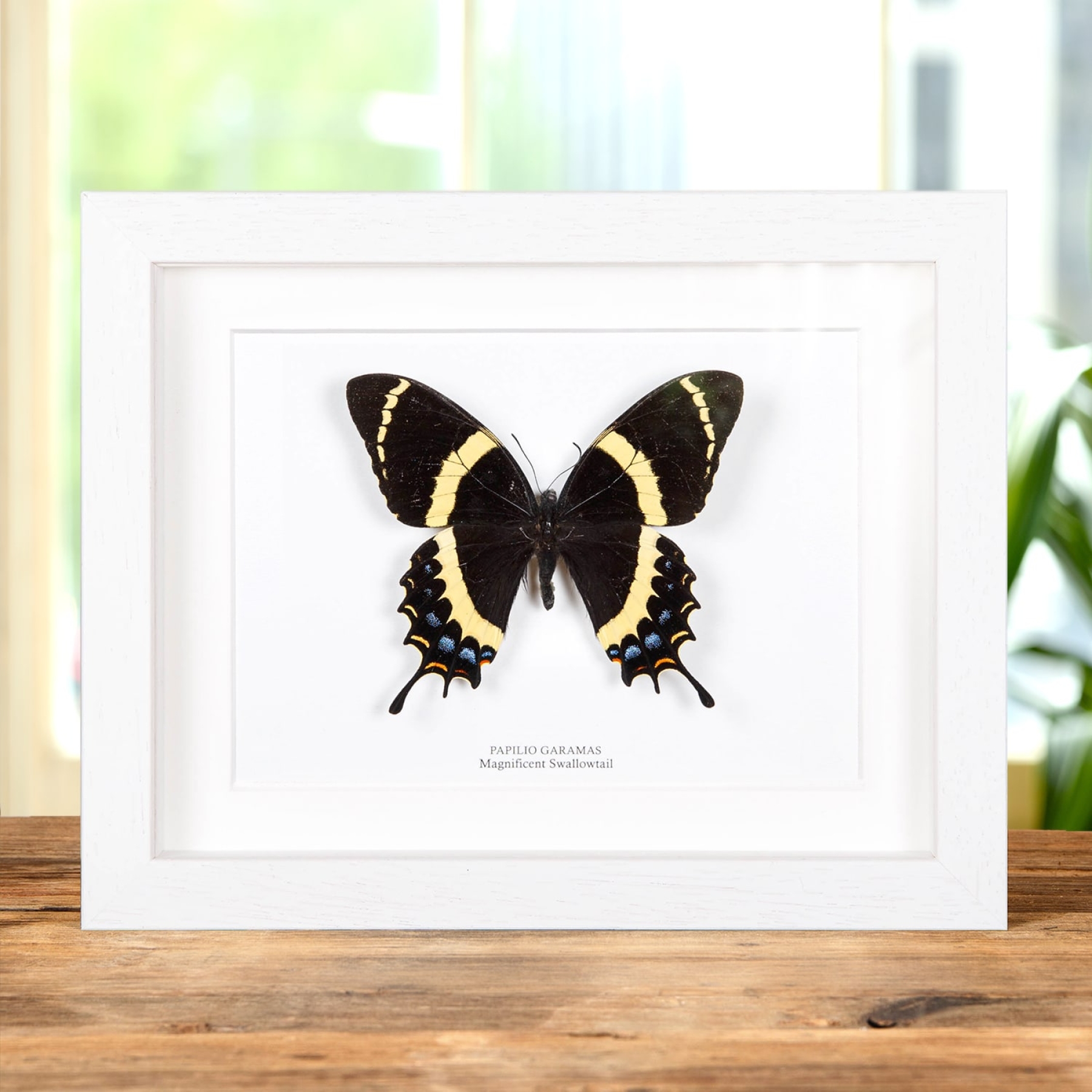 Magnificent Swallowtail Butterfly In Box Frame (Papilio garamas)