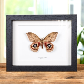 Automeris metzli Moth In Box Frame From Trinidad
