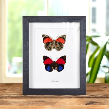 Claudina Agrias Butterfly Pair In Box Frame (Agrias claudina)