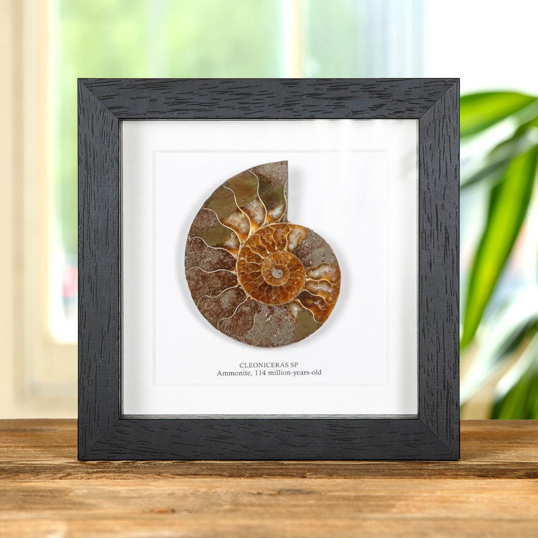 Minibeast Cut & Polished Ammonite Fossil In Box Frame (Cleoniceras sp)