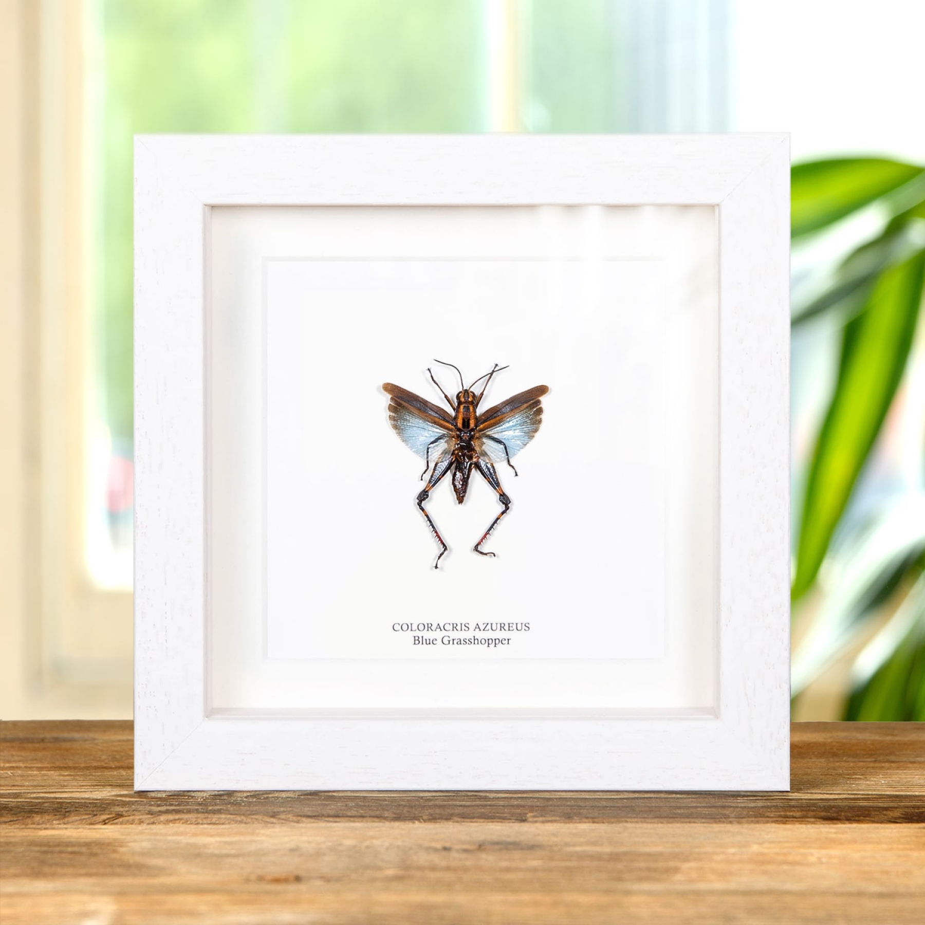 Blue Short-horned Grasshopper In Box Frame (Coloracris azureus)