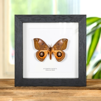 Silkworm Moth In Box Frame (Automeris excreta)