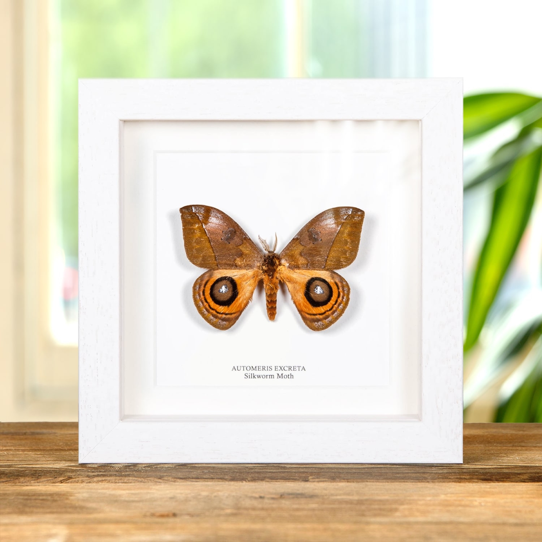Minibeast Silkworm Moth In Box Frame (Automeris excreta)