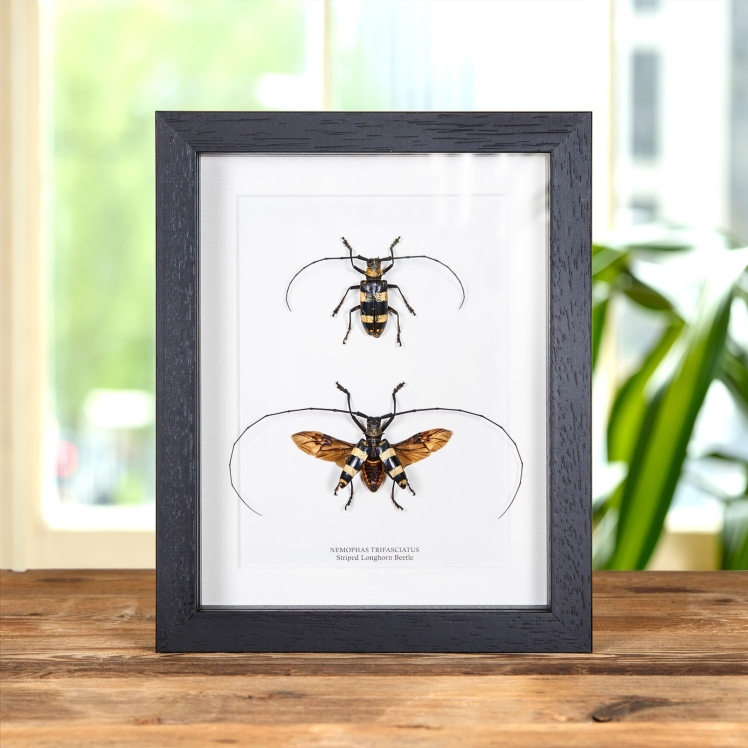 Striped Longhorn Beetle Male & Female Pair In Box Frame (Nemophas trifasciatus)