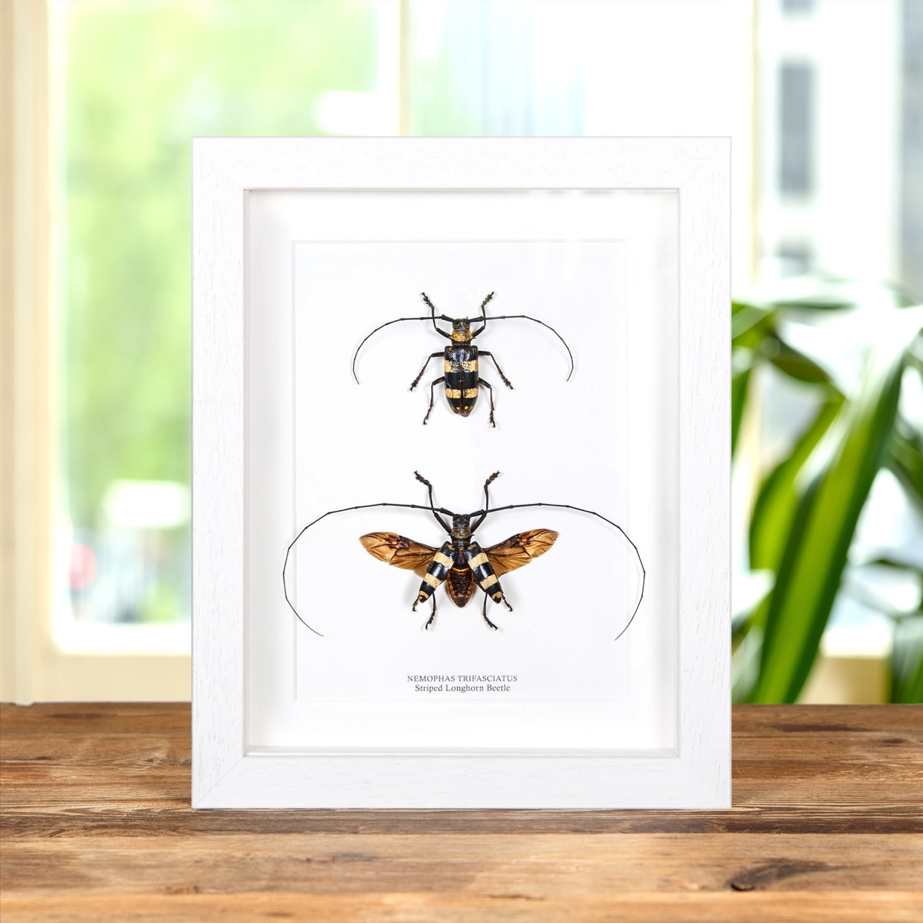 Striped Longhorn Beetle Male & Female Pair In Box Frame (Nemophas trifasciatus)