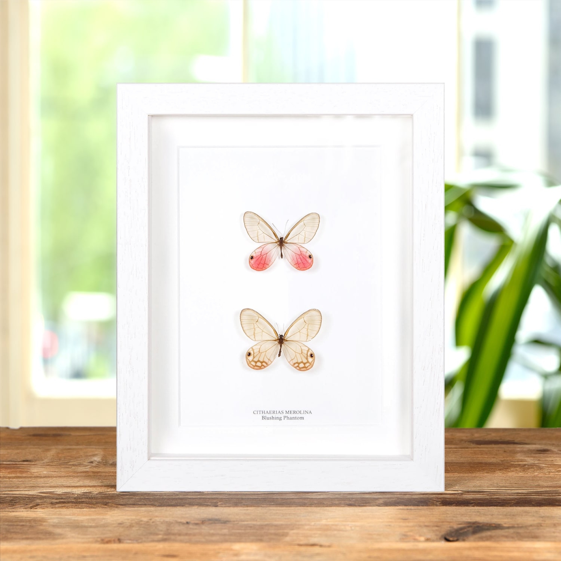 The Blushing Phantom Butterfly Pair In Box Frame (Cithaerias merolina)