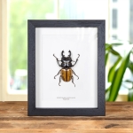 Minibeast Stag Beetle In Box Frame (Odontolabis castelnaudi)