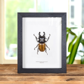 Stag Beetle In Box Frame (Odontolabis castelnaudi)