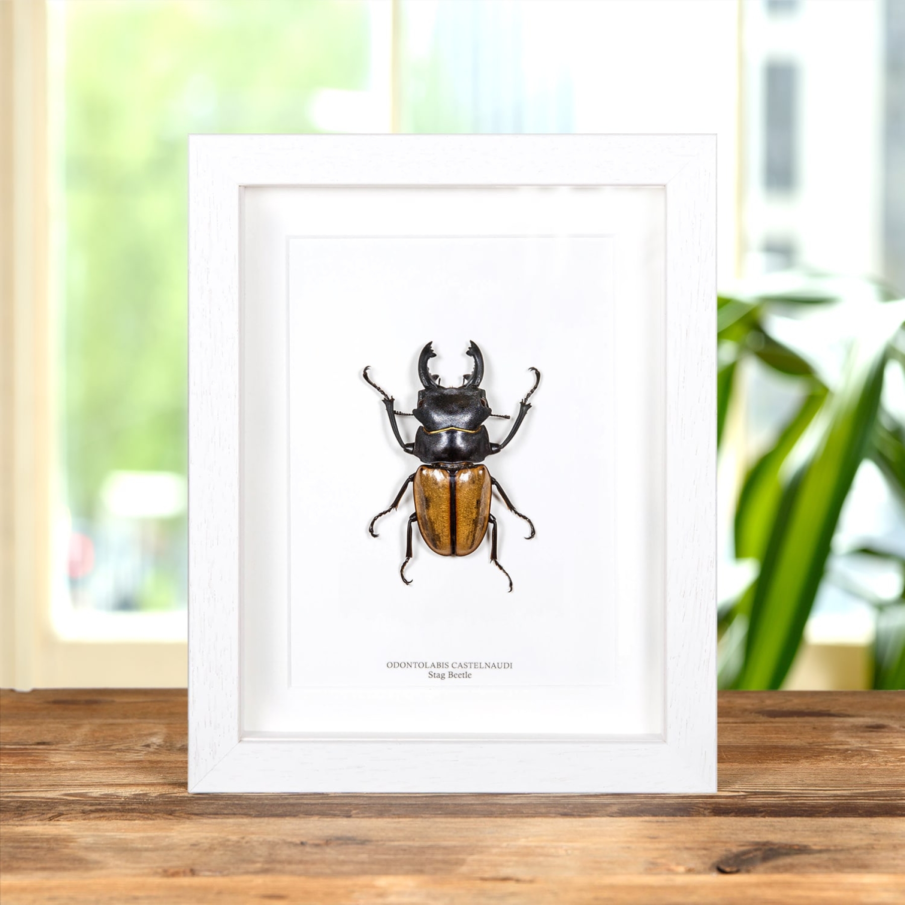 Stag Beetle In Box Frame (Odontolabis castelnaudi)