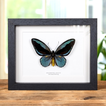Very Rare Obi Isl& Birdwing In Box Frame (Ornithoptera aesacus)