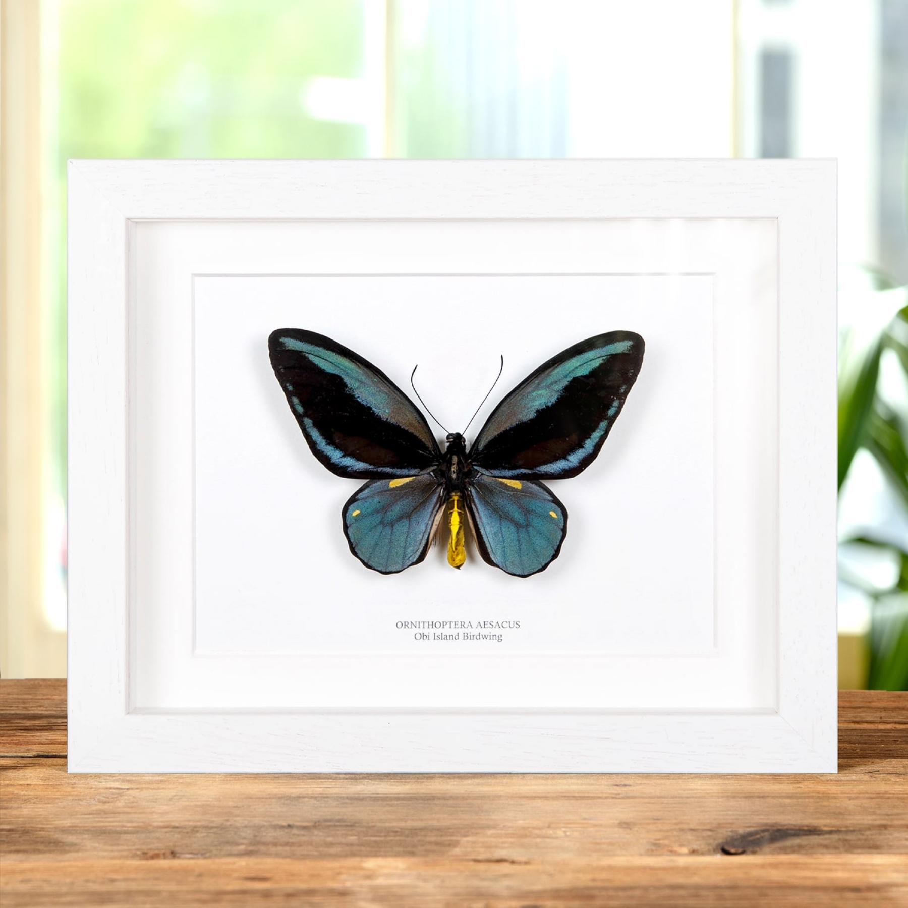 Minibeast Very Rare Obi Isl& Birdwing In Box Frame (Ornithoptera aesacus)