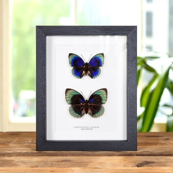 Agrias Butterfly Male &amp; Female Pair In Box Frame (Agrias beatifica lachaume)
