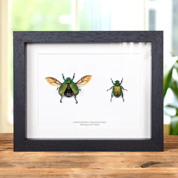 Shining Leaf Chafer Beetle Male & Female Pair In Box Frame (Chrysophora chrysochlora)
