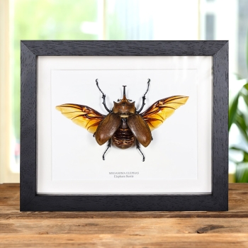 Elephant Beetle with Wings Spread In Box Frame (Megasoma elephas)