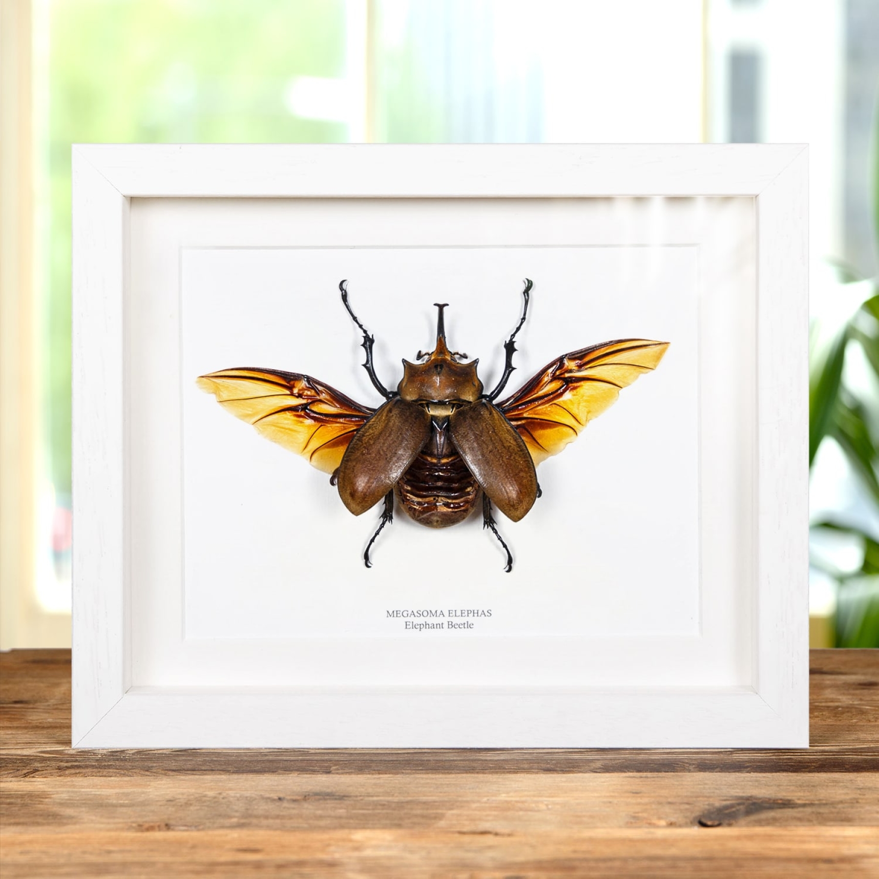 Minibeast Elephant Beetle with Wings Spread In Box Frame (Megasoma elephas)