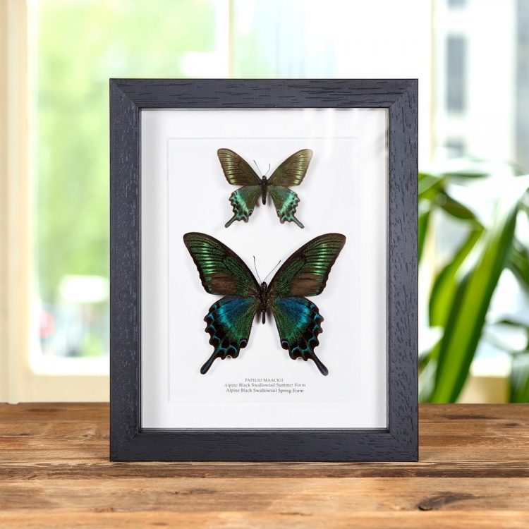 Alpine Black Swallowtail Spring & Summer Form Butterfly Pair (Papilio maackii) Alpine Black Swallowtail Spring & Summer Form Butterfly Pair (Papilio maackii)