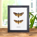 Minibeast Atropos vs. Styx Death's Head Hawk Moths Frame