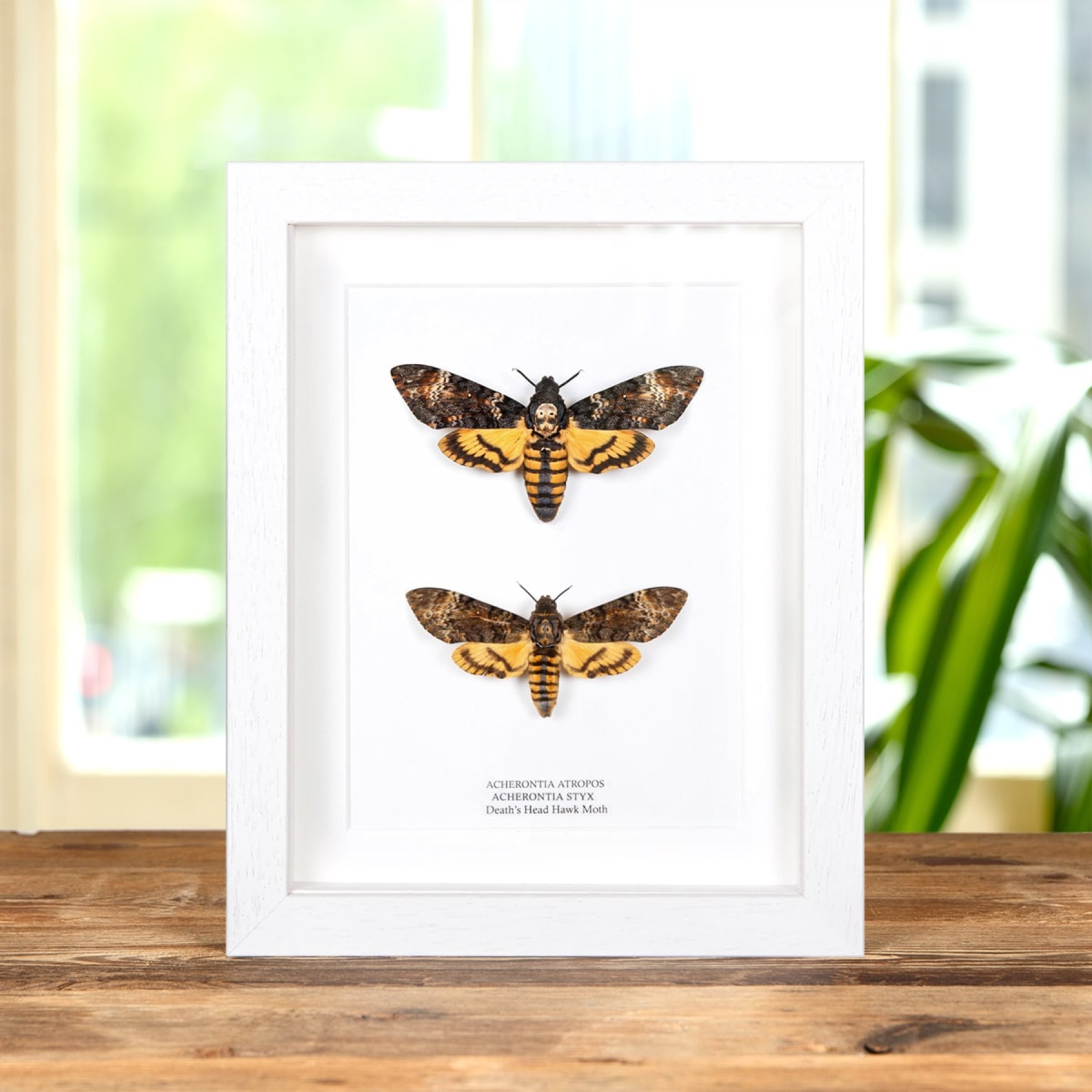 Atropos vs. Styx Death's Head Hawk Moths Frame
