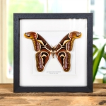 Minibeast Edward's Atlas Moth In Box Frame (Archaeoattacus edwardsii)