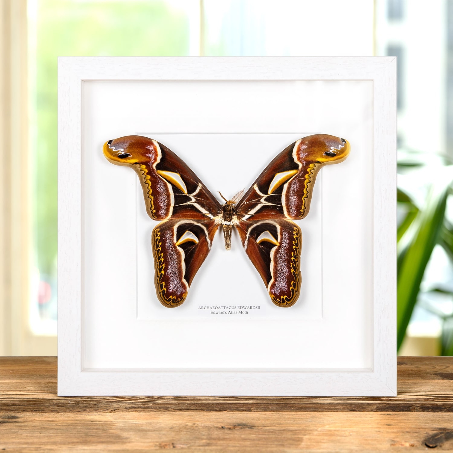 Edward's Atlas Moth In Box Frame (Archaeoattacus edwardsii)