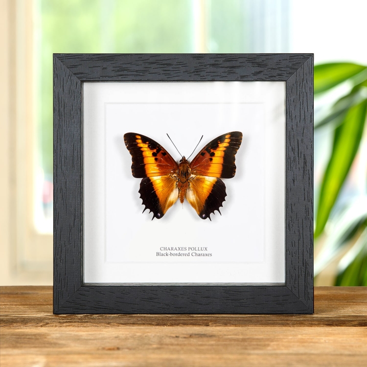 Black-bordered Charaxes Butterfly In Box Frame (Charaxes pollux) Black-bordered Charaxes Butterfly In Box Frame (Charaxes pollux)