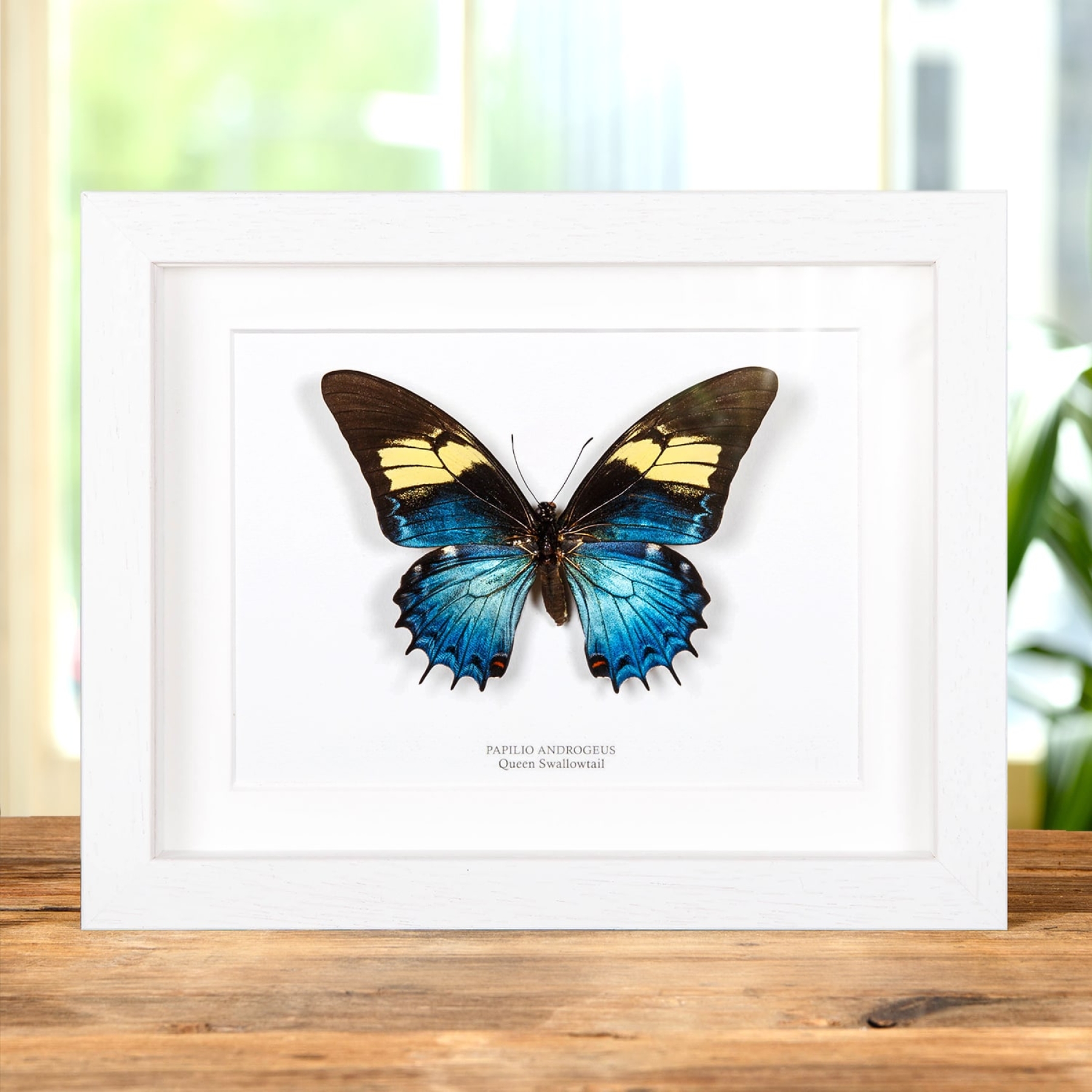 Minibeast Female Queen Swallowtail In Box Frame (Papilio androgeus)