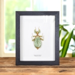 Minibeast Walking Leaf Insect In Box Frame (Phyllium letiranti)