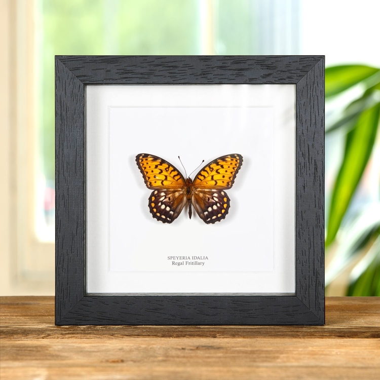 Regal Fritillary Butterfly In Box Frame (Speyeria idalia)