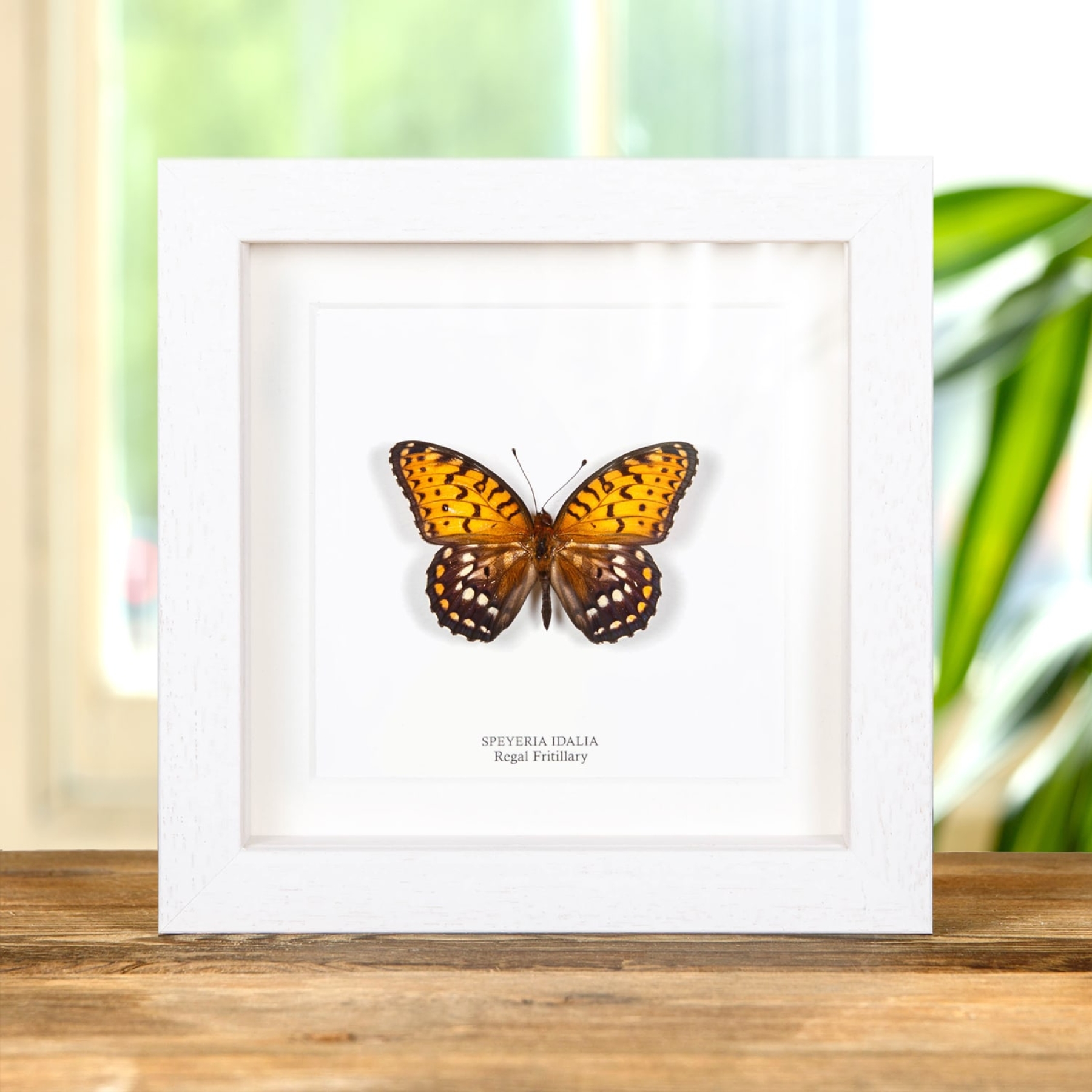 Regal Fritillary Butterfly In Box Frame (Speyeria idalia)