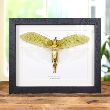 False Leaf Bush Cricket In Box Frame (Pseudophyllus titan)