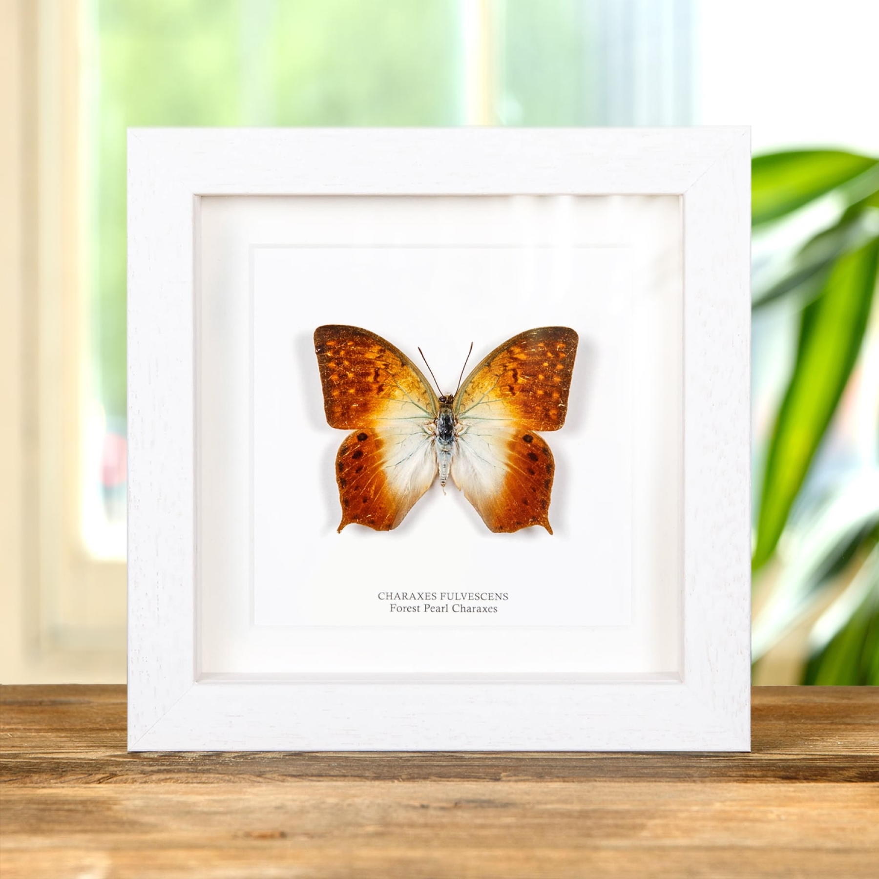 Minibeast Forest Pearl Charaxes Butterfly In Box Frame (Charaxes fulvescens)