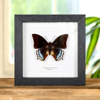 Charaxes eurialus Butterfly In Box Frame From indonesia