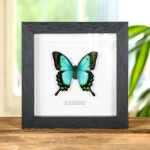 Minibeast Sea Green Swallowtail Butterfly In Box Frame (Papilio lorquinianus)